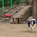 대구애견스쿨 이미지