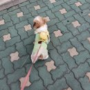 바우미우동물병원 | [애견카페] 청구역 애견카페 디어코코, 아츄와 함께 다녀왔던 솔직한 후기!!