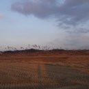 대추리길 이미지