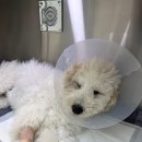 카라동물병원 이미지