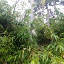 남원읍-22 이미지