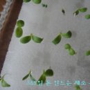 채소공장 Daum카페