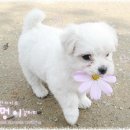 부천명과