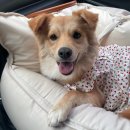 1746 | [❤️입양후기❤️] 1746. 조아🐶
