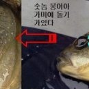 붕어의암수 구별법(펌) 이미지