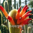 꽃나비다육 이미지