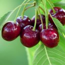 체리 이미지