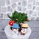 인천다육 이미지