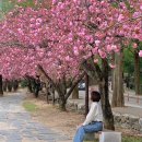 (주)호텔금오산 | 구미 겹벚꽃 금오산 잔디 광장 실시간 개화 후기