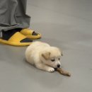 다시사랑받개 이미지