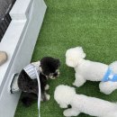 공생 | 일산 애견카페추천, 덕이동 카페 더공생 솔직 후기