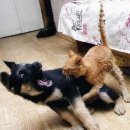 개와고양이 이미지