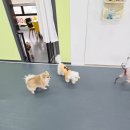 댕바이댕 이미지