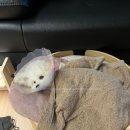 정 동물병원 이미지