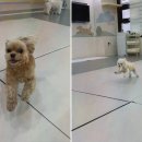 옐레드 애견유치원 & 애견호텔 광명점 이미지