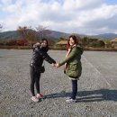 낙안청과
