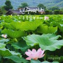 진주 여행 지수 승산 부자마을 여름 산책 중 만난 연꽃
