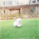 퍼피트렌드 이미지