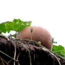 사랑지기 이미지