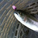 포아로-1 이미지