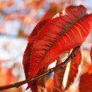 자작바위 이미지