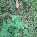 네잎클로버 이미지