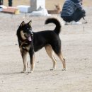 애견코리아 이미지