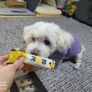 견생개꿀 이미지