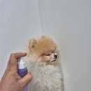 한입주개 | [공지] 아토오겔 (ATO OGEL ) 베이비 크림 사용후기1!!! (노란색!)