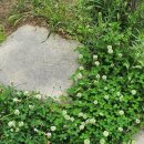 클로버메디케어 이미지