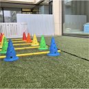 예뿐강아지 | 송수길 울산 멍동댕유치원 호텔링 후기🐾