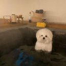 메르시 애견 펜션 이미지