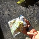 산들약국 | 영남알프스환종주 첫 영알환종주후기 :)