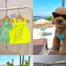 쿨한 강아지 이미지