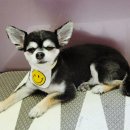 이쁘개 아름답개 이미지