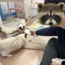 11500-15-13-13 | 아이랑 가기 좋은 미사실내데이트 추천 701아를 고양이카페