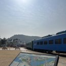 영진펫 | 강릉 애견동반 가볼만한 곳, 여행 코스 l 첫째날