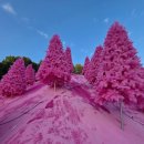 허브팜 | 서울 근교 가볼만한곳 가을축제 포천 허브 아일랜드 핑크뮬리축제 - 방문후기