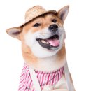 퍼스트독앤캣 이미지