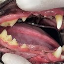 강남예치과동물병원 이미지