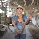 설화사슴목장 이미지