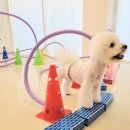 몽블리 펫샵 이미지