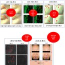 (유)청정바이오산업 | 루바마바이오랩, 국내 최초 유기농 꽃 펩타이드 원료 개발