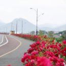 청도군-4 이미지