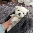 베리독강아지고양이평택