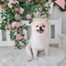 댕댕이 미장원 이미지