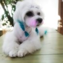 뽀삐애견샵 이미지