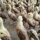 행안농장 이미지