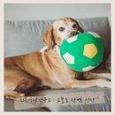 (단기)반려동물 펫시터(자격증) 이미지