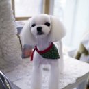 포비살롱